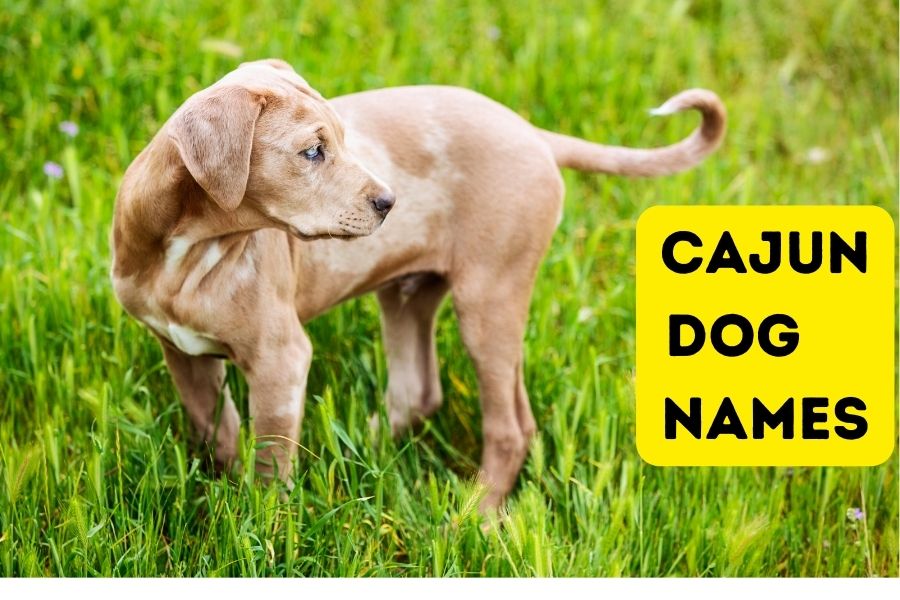 Cajun Dog Names