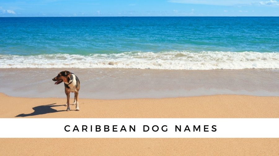 Caribbean Dog Names