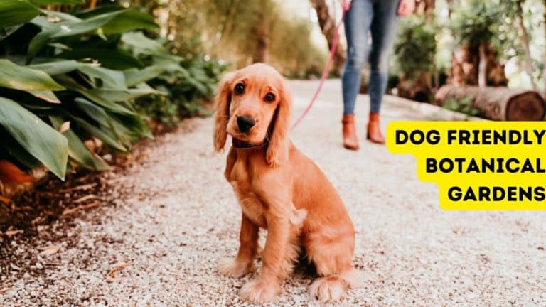 Dog-Friendly Botanical Gardens Where You & Your Dog Can Stop & Smell the Roses!