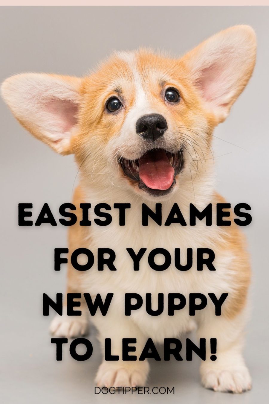 Repetitive Dog Names - The Two Syllable, Easiest Names for Your Puppy to Learn