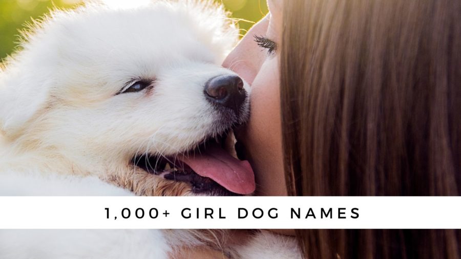 girl dog names - over 1,000 female dog names for your new fur baby