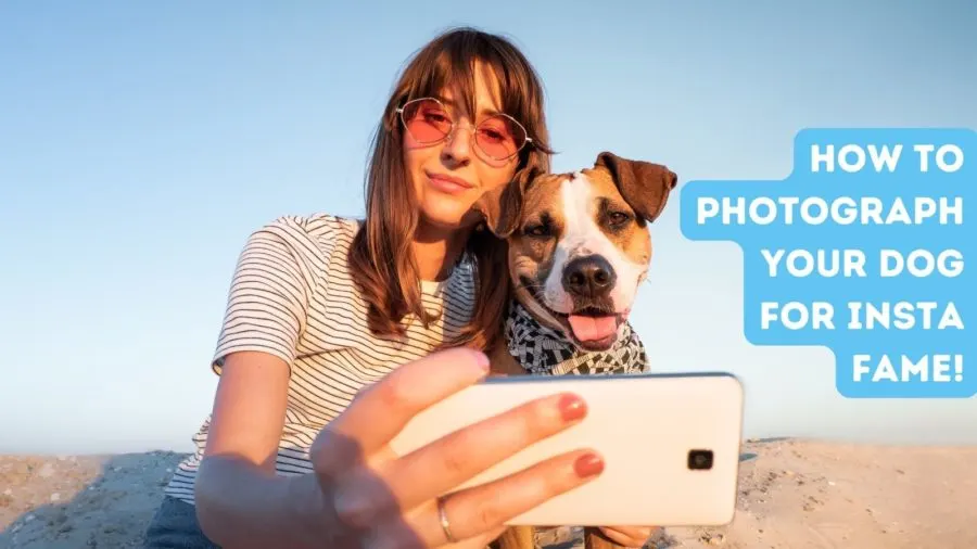 How to photograph your dog for Insta fame