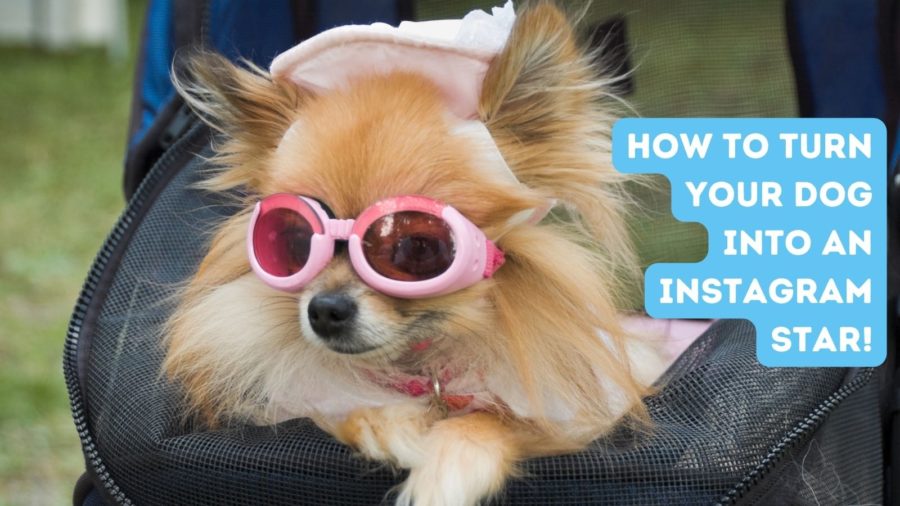 How to turn your dog into an Instagram star