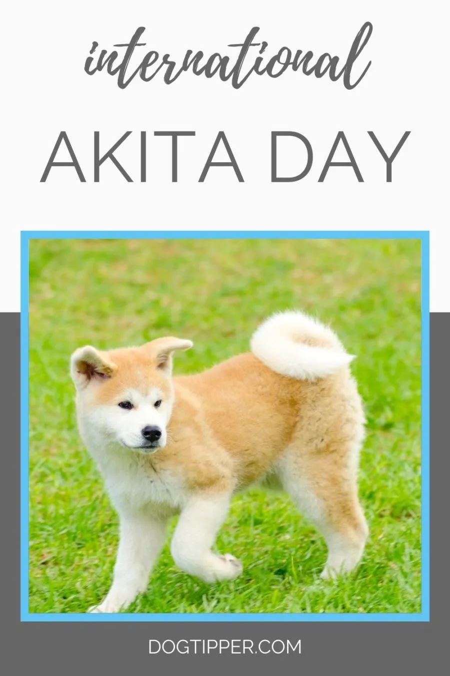 International Akita Day