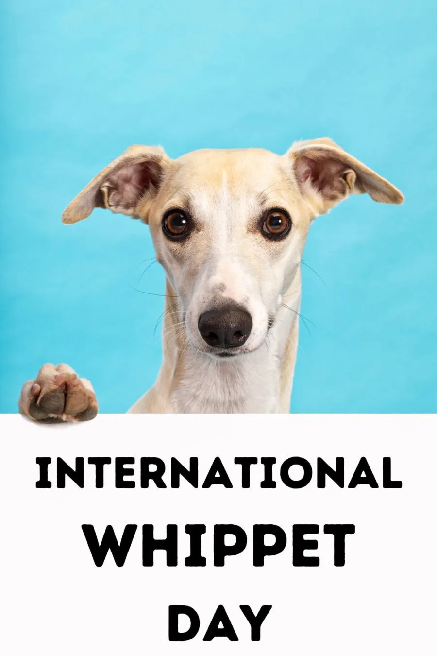 International Whippet Day