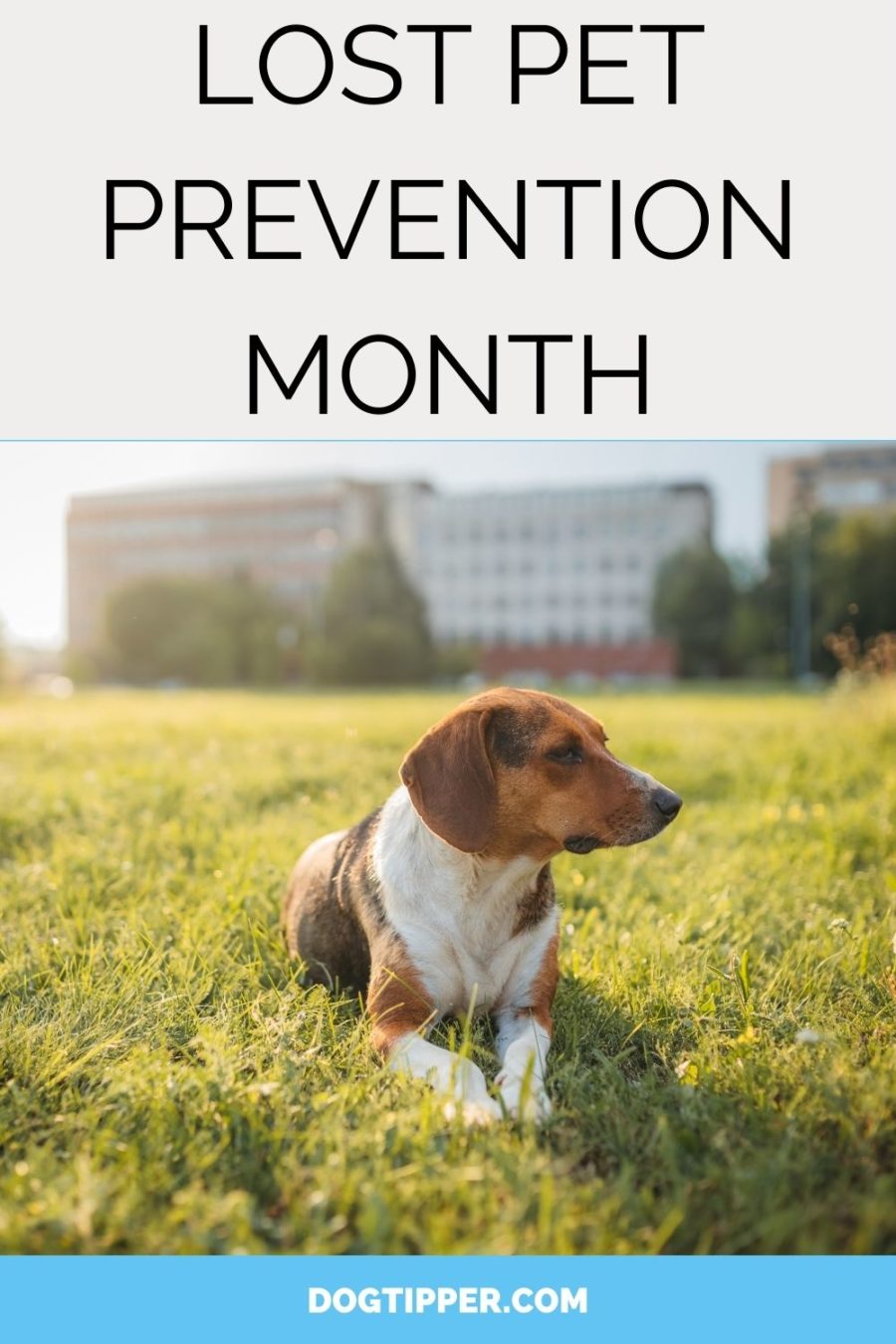 Lost Pet Prevention Month