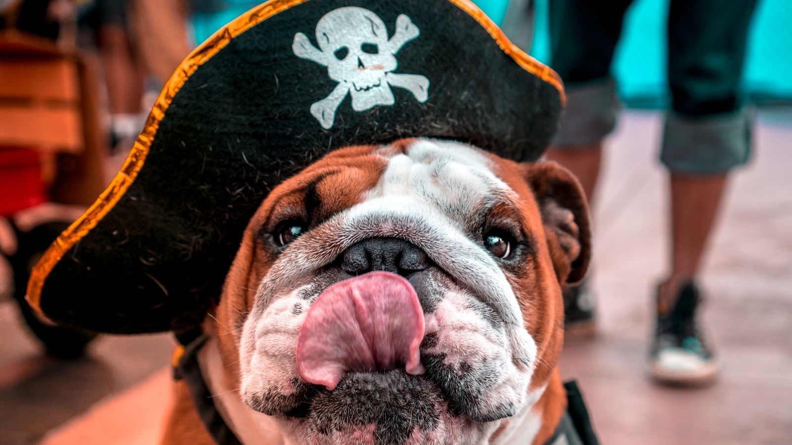 Divertenti Cani Bulldog Francesi Vestiti Con Costumi Pirata E Pirata ...