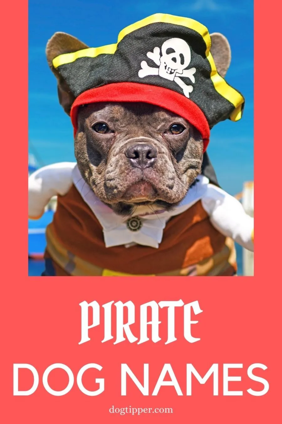 Pirate dog names