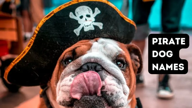 Pirate dog names