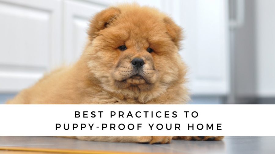 How To Puppy-Proof Your Home And Yard
