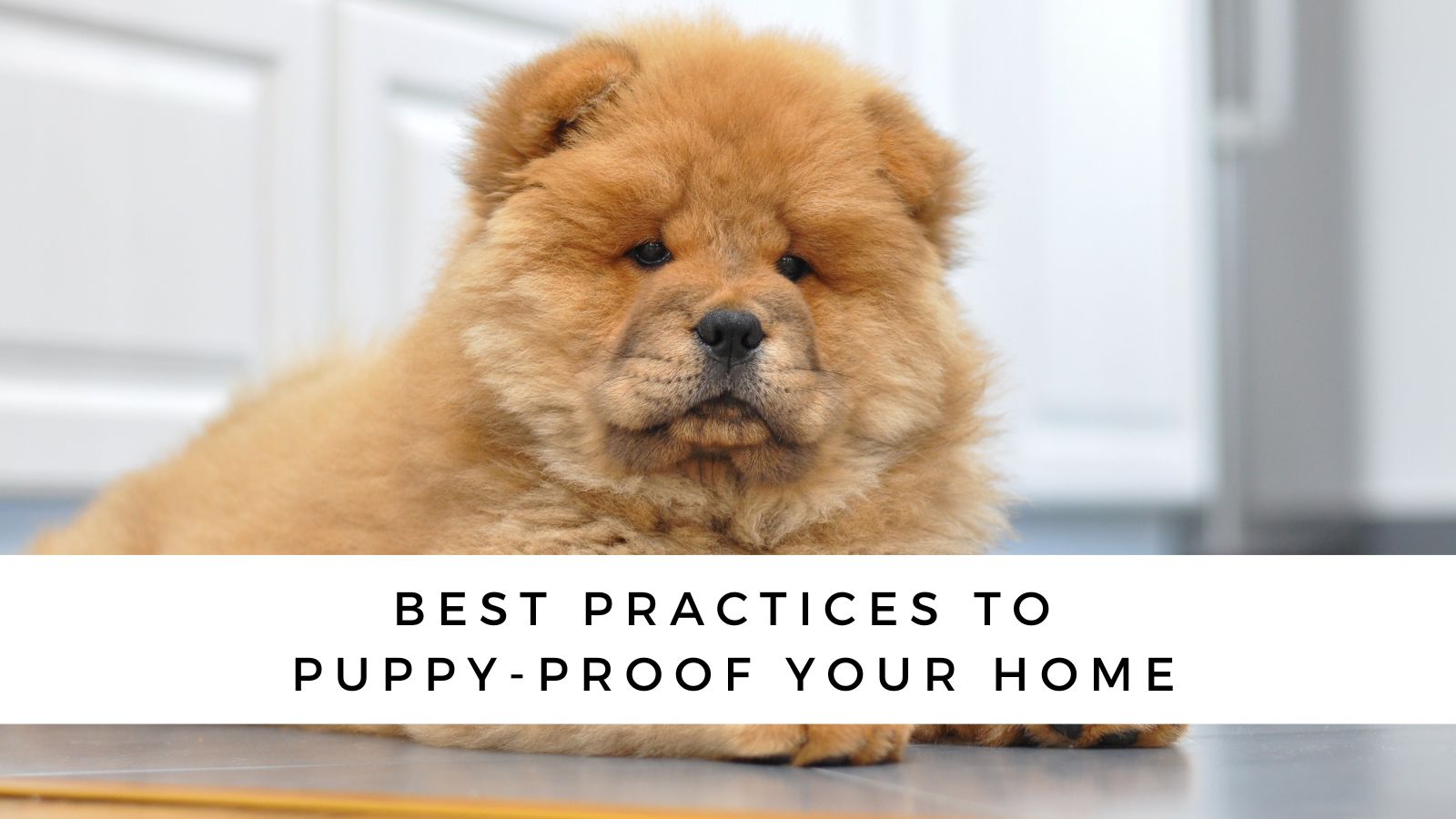 Best Practices to Puppy-Proof Your Home (2023)