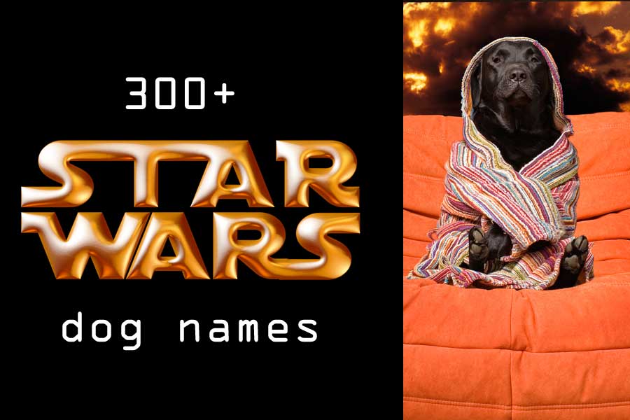 star wars dog names