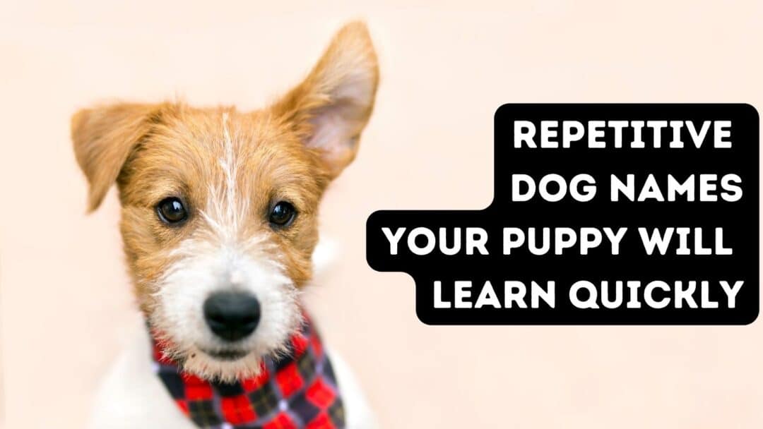 Repetitive Dog Names Easy Two Syllable Names For Your Dog To Learn 