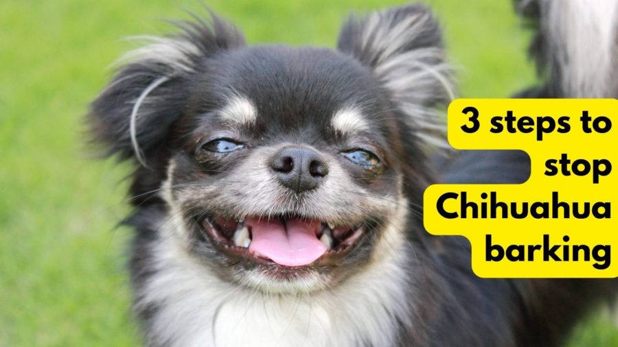3 steps to stop chihuahua barking