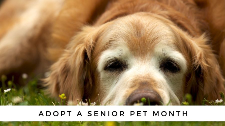 Adopt a Senior Pet Month