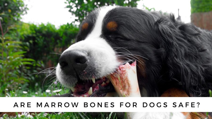 are dog chewing bones bad for them