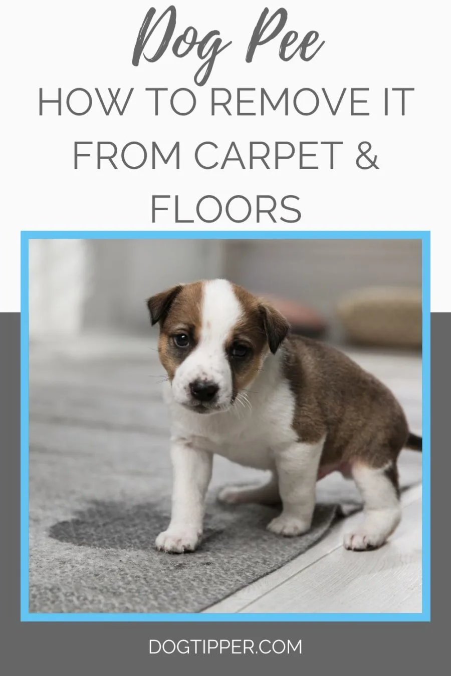 Dog Pee: How to remove it from carpet and floors