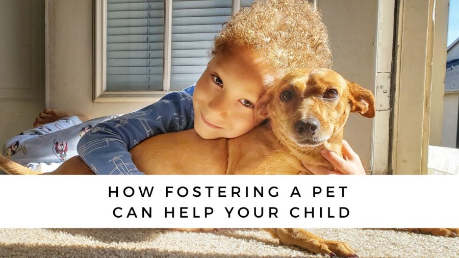 How Fostering a Pet Can Help Your Child