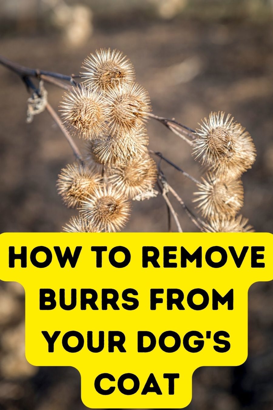 How to Remove Burrs from Your Dog's Coat