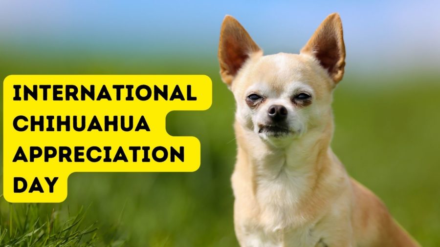 International Chihuahua Appreciation Day