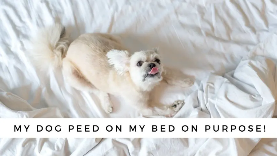 Animal behaviorist advice on dog peeing on bed
