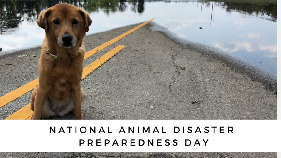 National Animal Disaster Preparedness Day