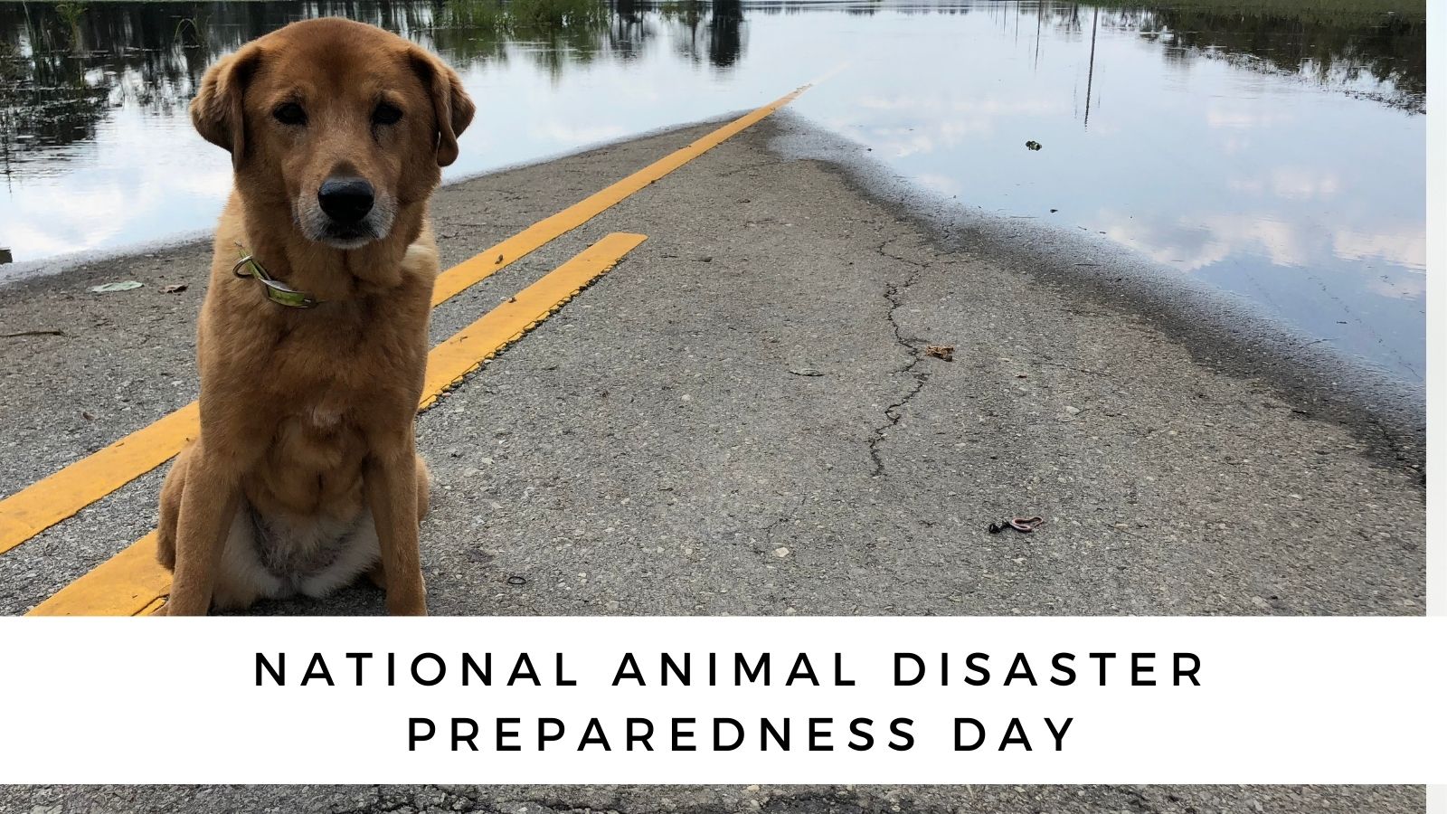 National Animal Disaster Preparedness Day {Get Your Dog Ready!}