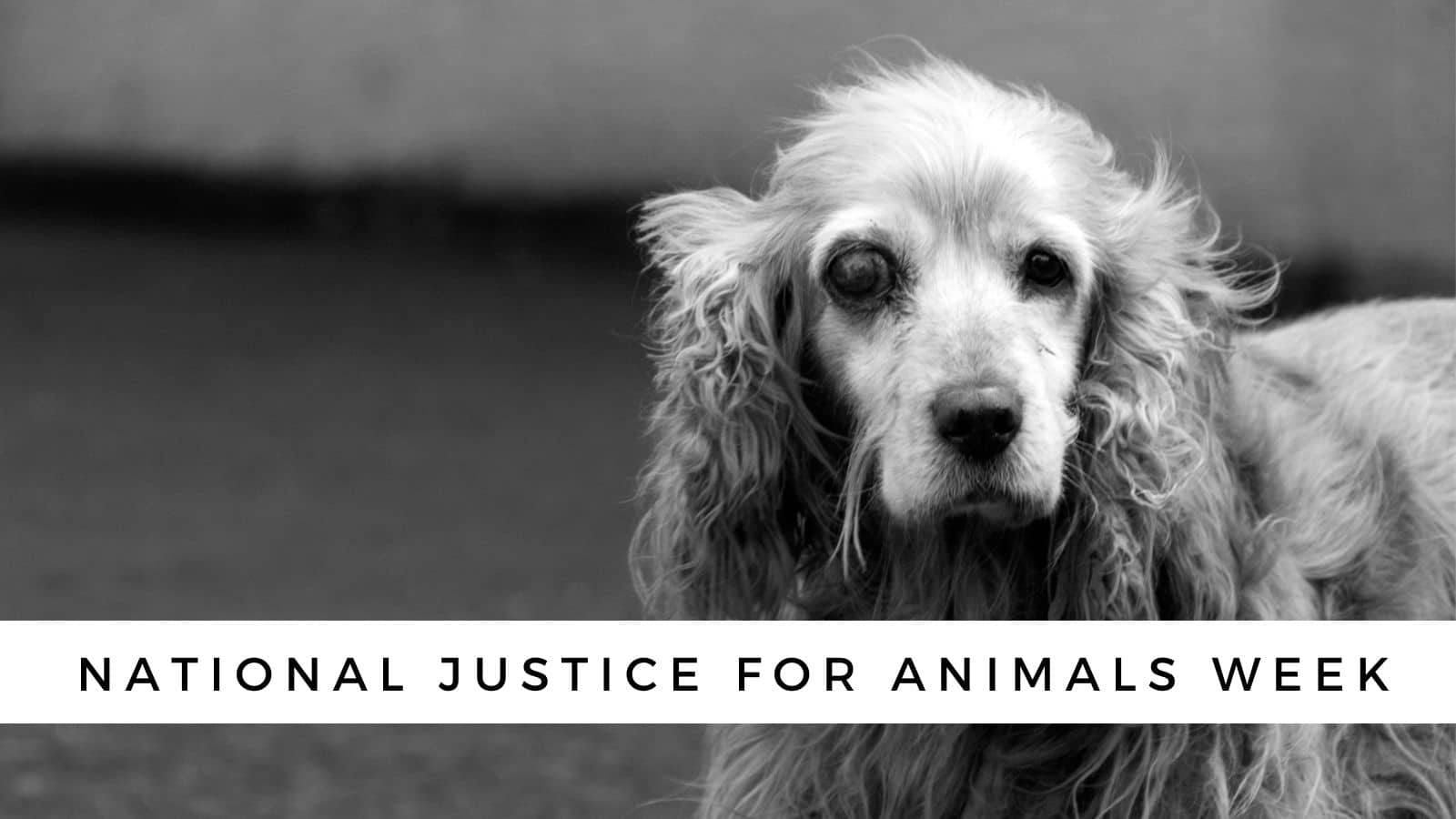 National Justice for Animals Week