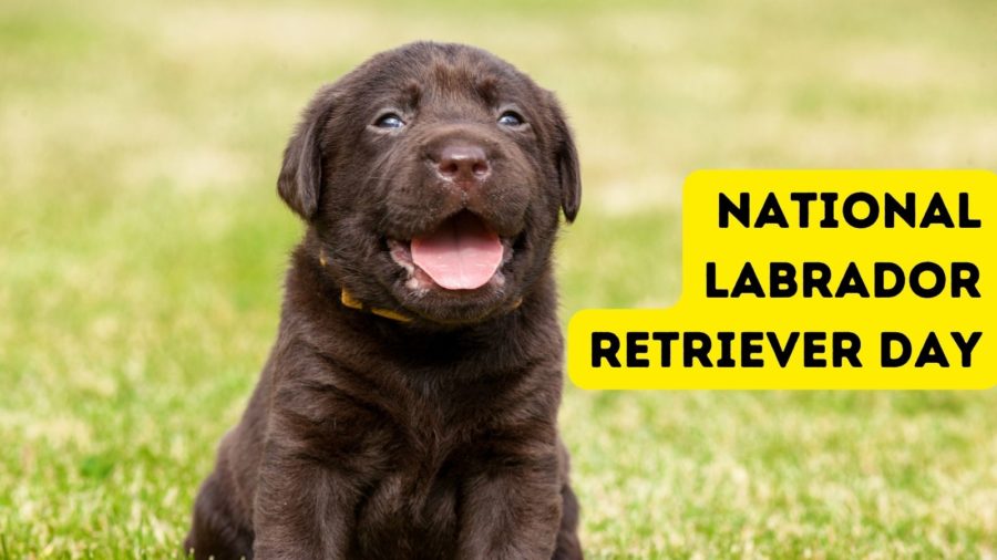 National Labrador Retriever Day