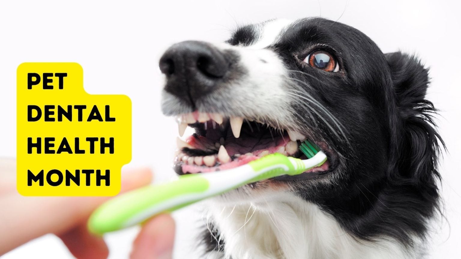 Stinky Dog Breath? Get Ready for Pet Dental Health Month