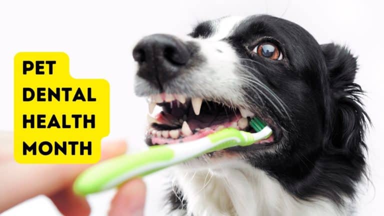 Stinky Dog Breath? Get Ready for Pet Dental Health Month