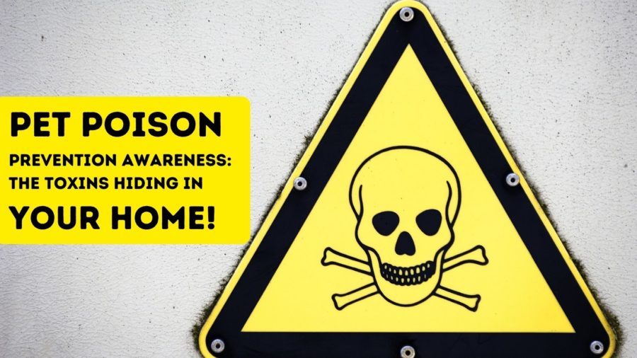 Pet Poison Prevention Awareness: The Toxins Hiding in Your Home!
