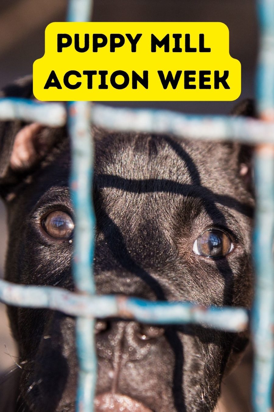 Puppy Mill Action Week