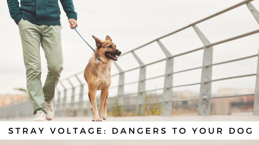 Stray Voltage on City Walks: Are You In Danger on Dog Walks?