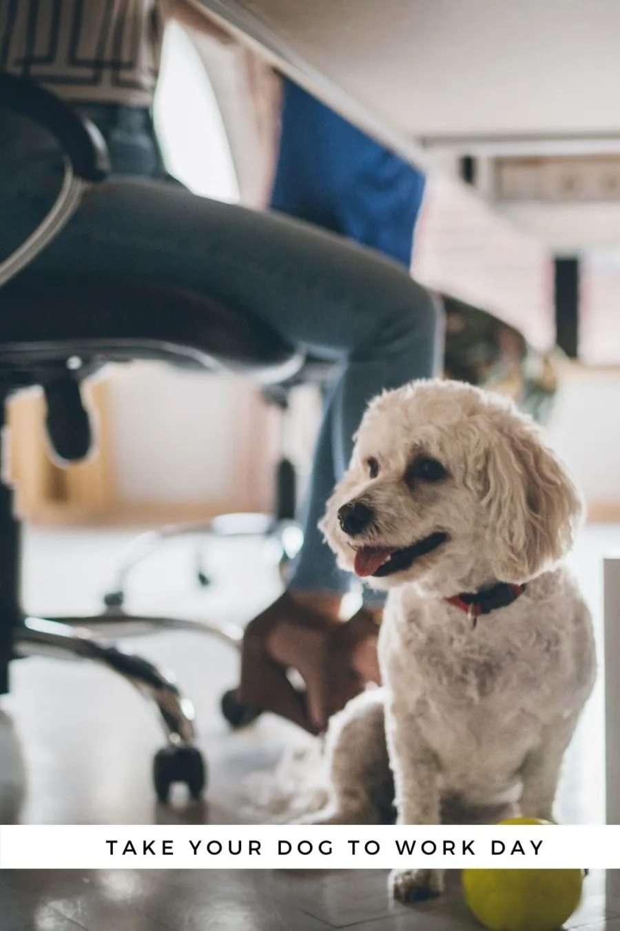 Take Your Dog to Work Day