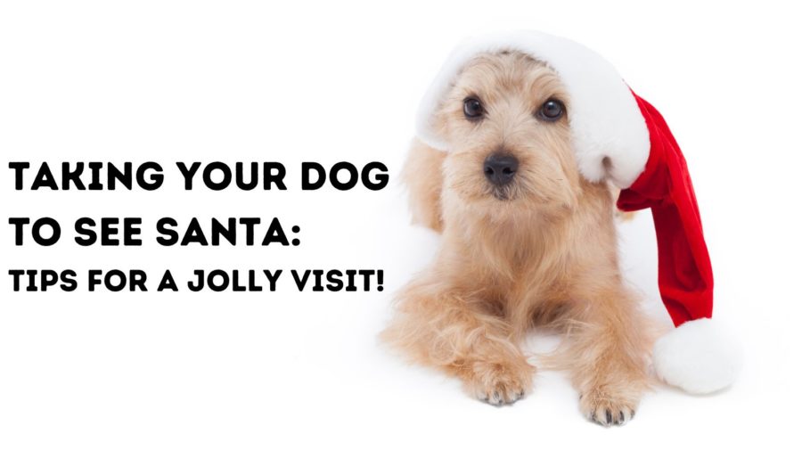 Taking your dog to visit Santa