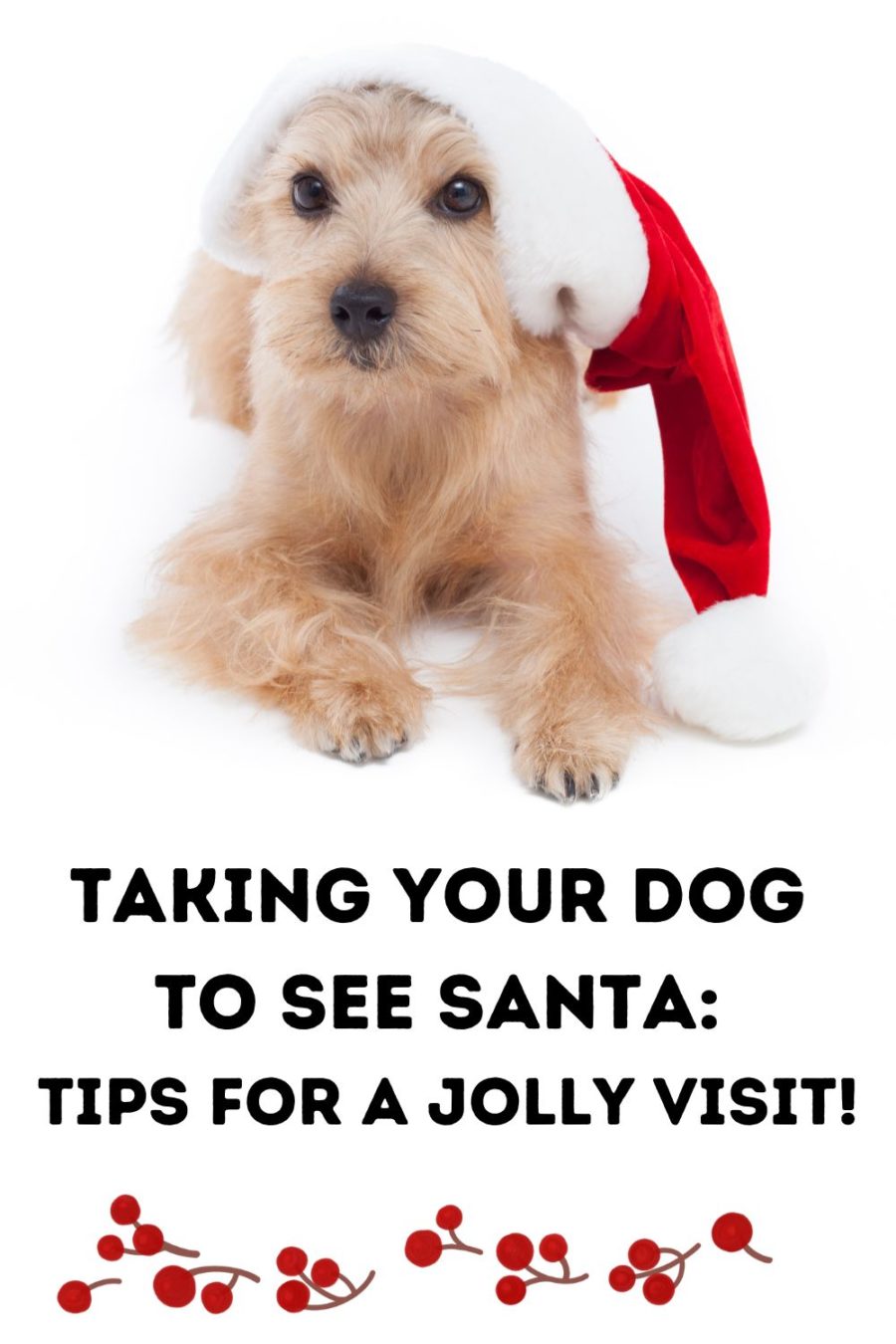 Taking your dog to visit Santa