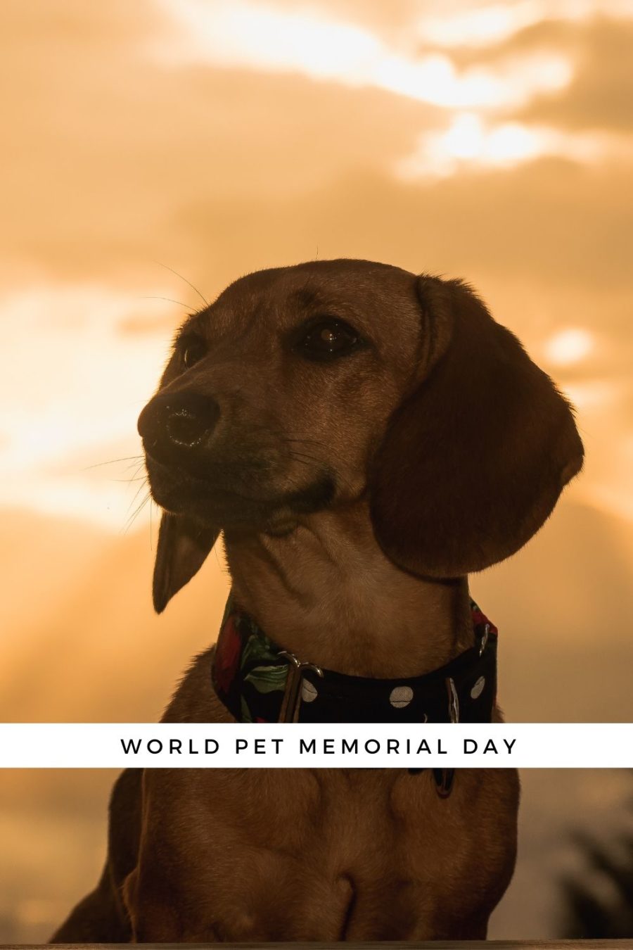 World Pet Memorial Day