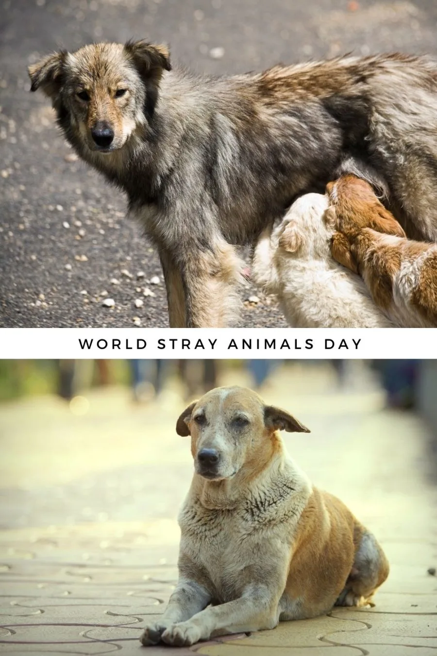 World Stray Animals Day