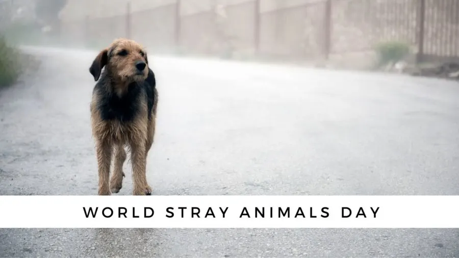 World Stray Animals Day (2023)