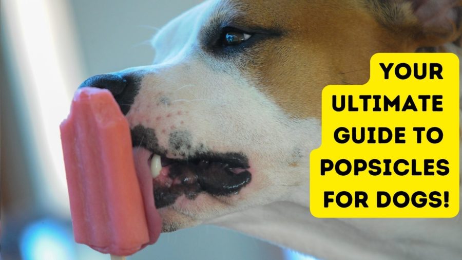 Your Ultimate Guide to Popsicles for Dogs!