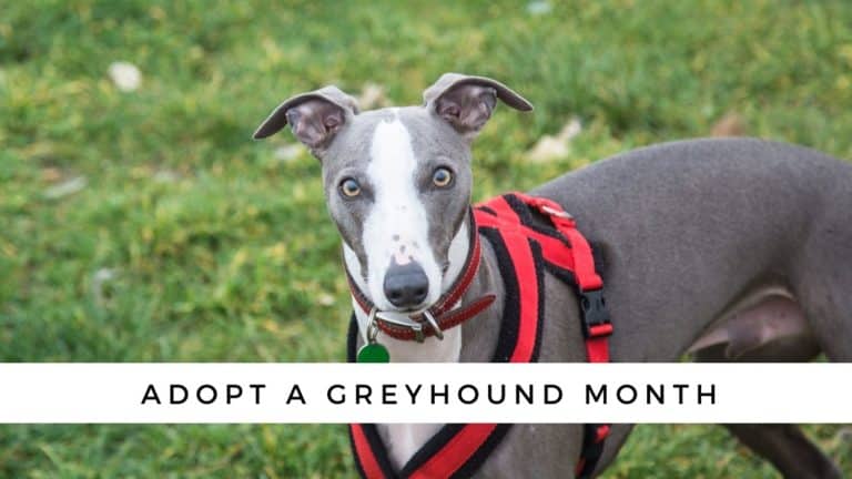 April is National Adopt a Greyhound Month