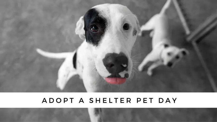 National Adopt A Shelter Pet Day 