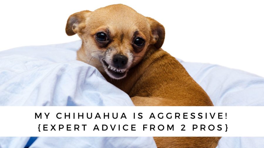My Chihuahua is Aggressive! {Expert Advice from 2 Pros}