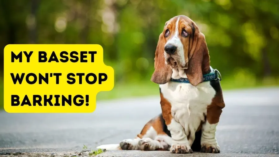 My Basset Hound Won't Stop Barking!