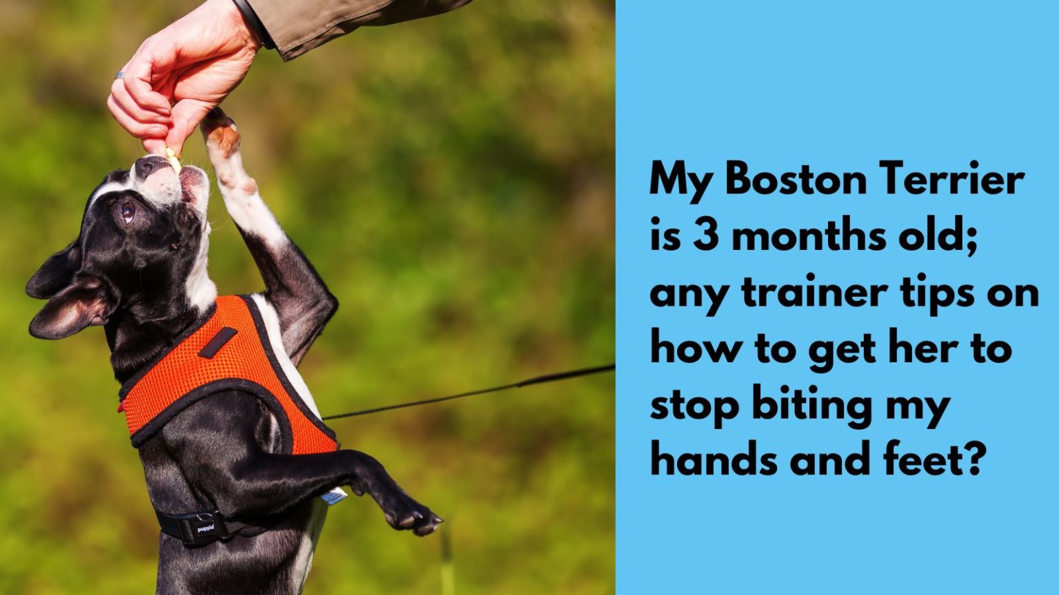 How to Stop a Puppy from Biting Hands & Feet!