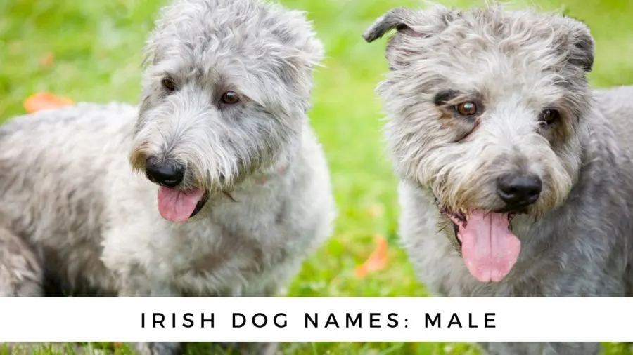 Irish Dog Names: Male