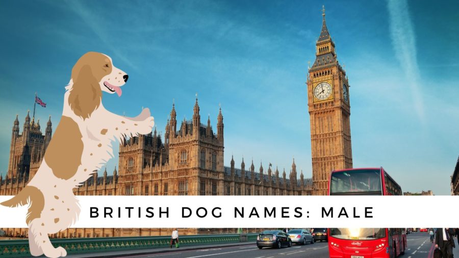 British dog names: male