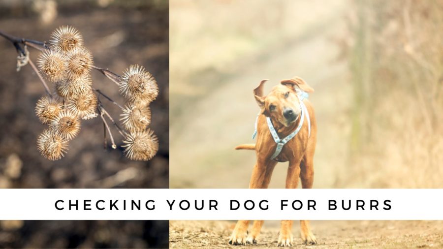 checking your dog for burrs