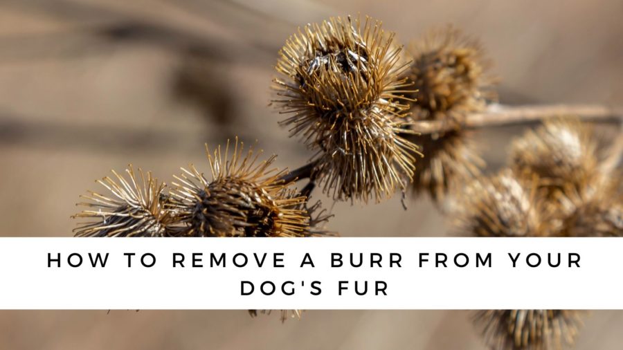How to Remove Burrs off dog